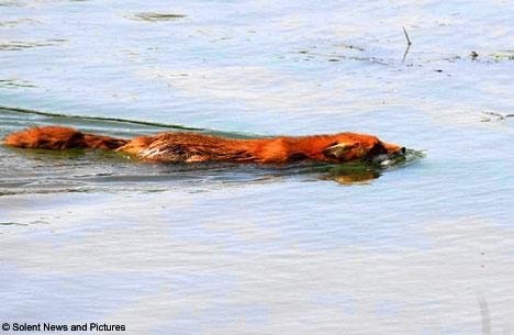 Red morning - Fox, Fyr, Morning, Water, Humor, Longpost