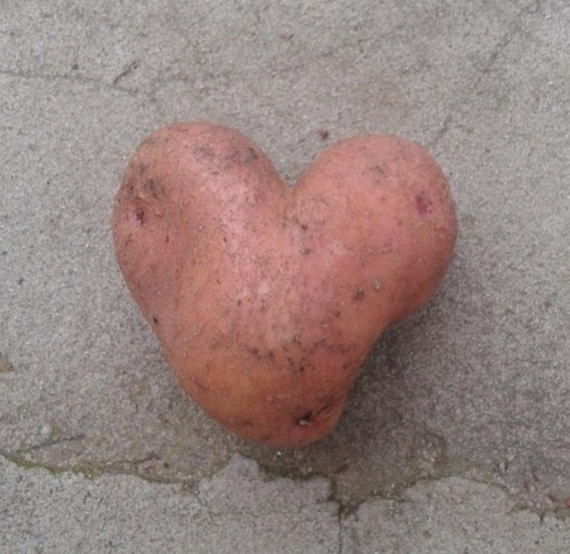 Tambov gardeners harvested nicely shaped tomatoes - Harvest, Tomatoes, Forms, Carrot, Potato, Vegetables, Heart, The photo, Longpost