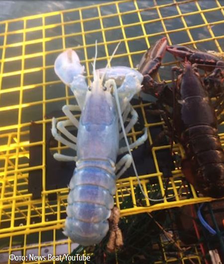 Transparent lobster caught in the net - , Unusual, Catch, Video, Longpost, Informative