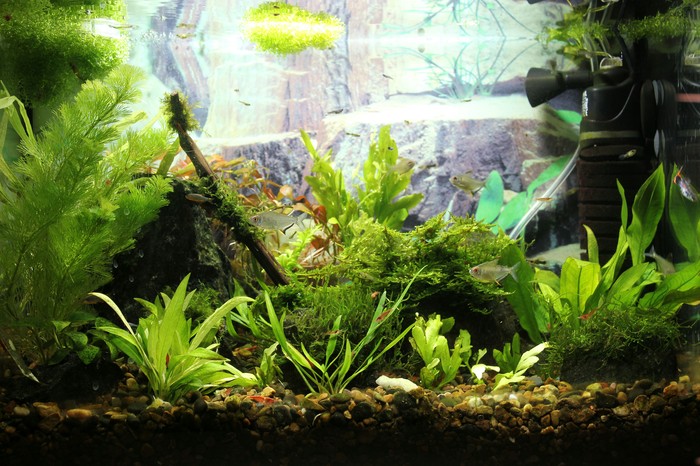 Aquarium 40 liters. - My, Aquarium, Aquarium