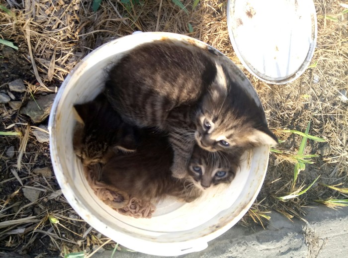 URGENTLY! - My, Saratov, Help, Kittens, Catomafia, In good hands, Longpost, cat