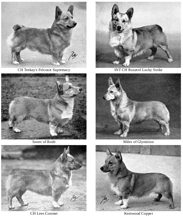 Corgi on Fridays, part historical - My, Corgi, Dog, Longpost