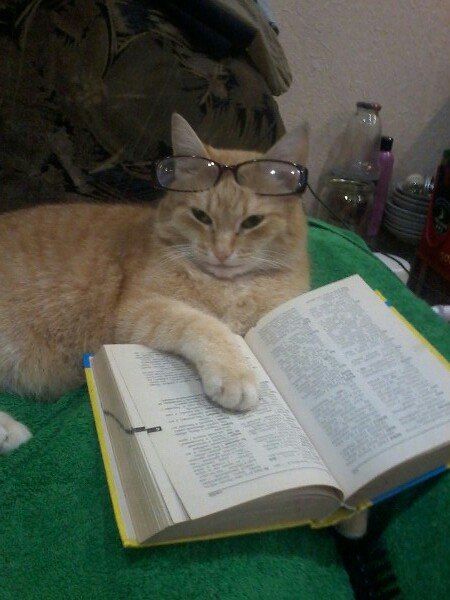 Bibliophile - cat, Catomafia, Books, The photo, Pet, Animals, Longpost, Pets