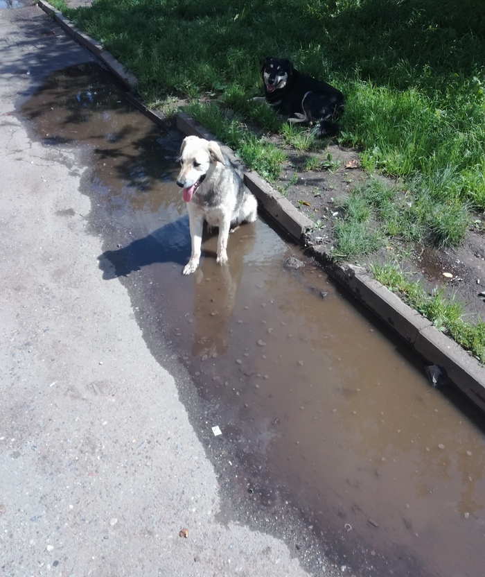 When the summer is over and you haven't been to the sea - My, Summer, Dog, Sea