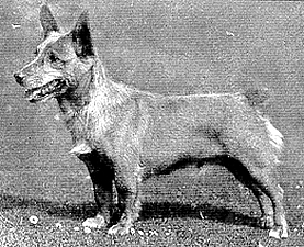 Corgi on Fridays, part historical - My, Corgi, Dog, Longpost