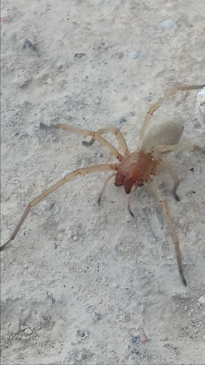 Identify the spider - , Spider