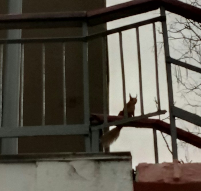 I am fear, I am horror, I am Belkman - My, Heroes, Squirrel, Photo on sneaker
