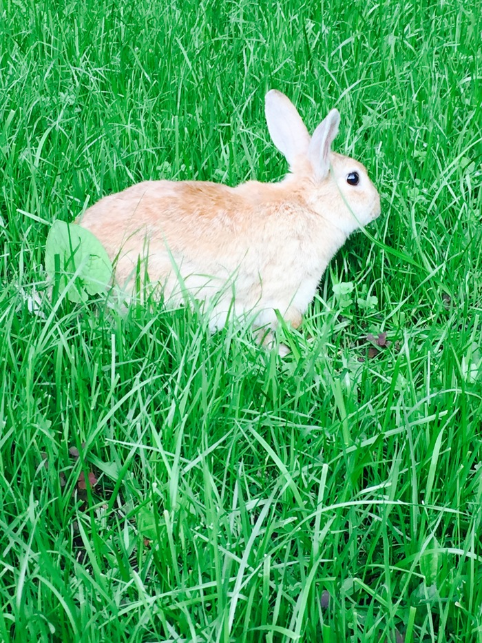 feral rabbit - Liberty, My, Milota, Rabbit