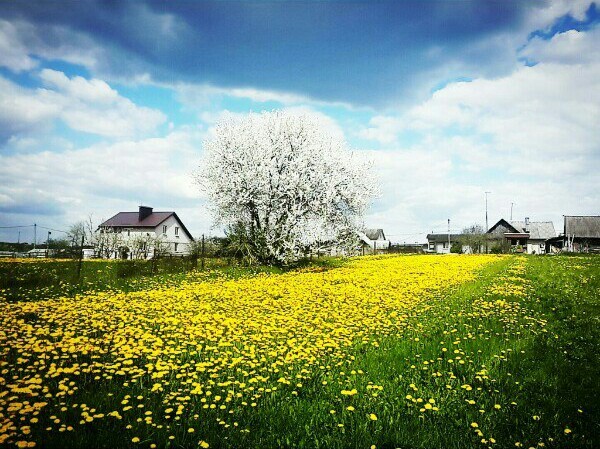 Beauty is in the details [4] - My, Nature, Republic of Belarus