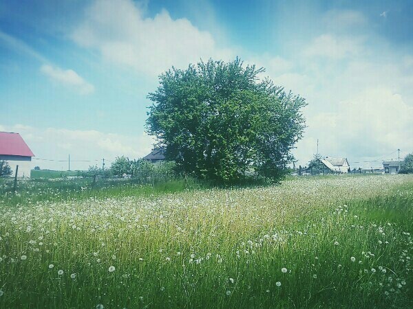 Beauty is in the details [4] - My, Nature, Republic of Belarus