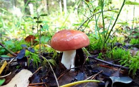 About Russula - , , The photo, 