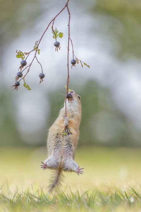 Berries!!! - Marmot, Food