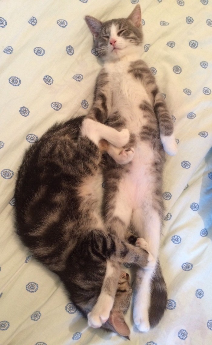 Девушка сосет у кота Девушка сосет у кота