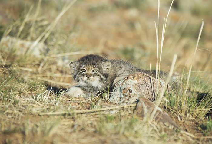 Here is a kitten manulyonok =) - Pallas' cat, cat, Mongolia, Valery Maleev, Longpost