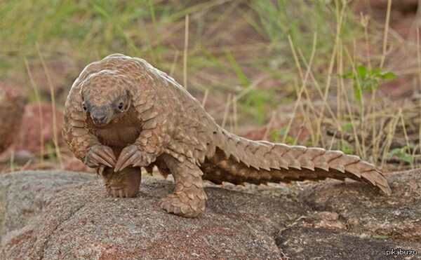 Pangolins. - Pangolin, The photo, Milota, Endangered species, Longpost