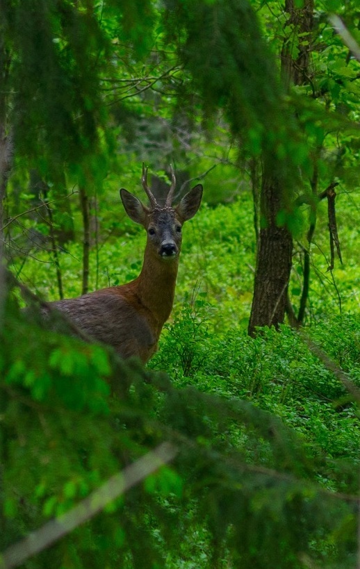 Deer post. - The photo, Deer, Nature, Artiodactyls, Animals, Longpost, Deer