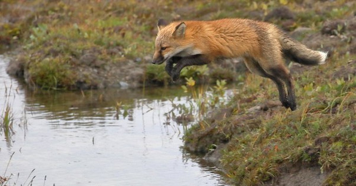 Take fox. Лиса у реки. Лисья река. Лиса на речке. Лисица (река).