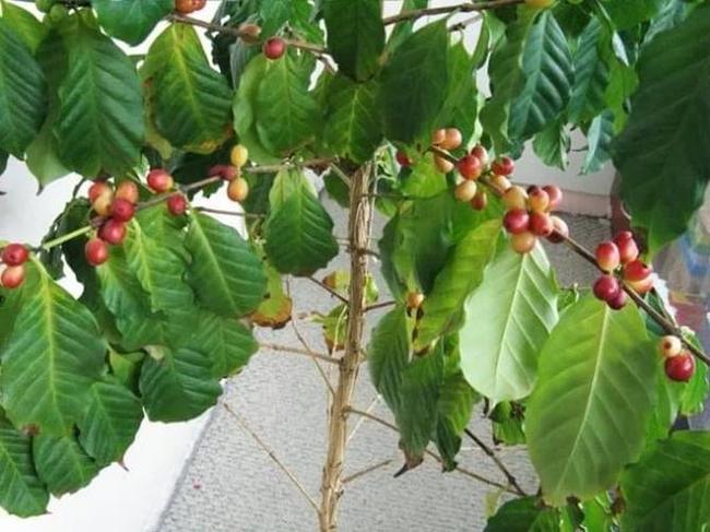 Кофейное дерево в домашних условиях: уход | Пикабу