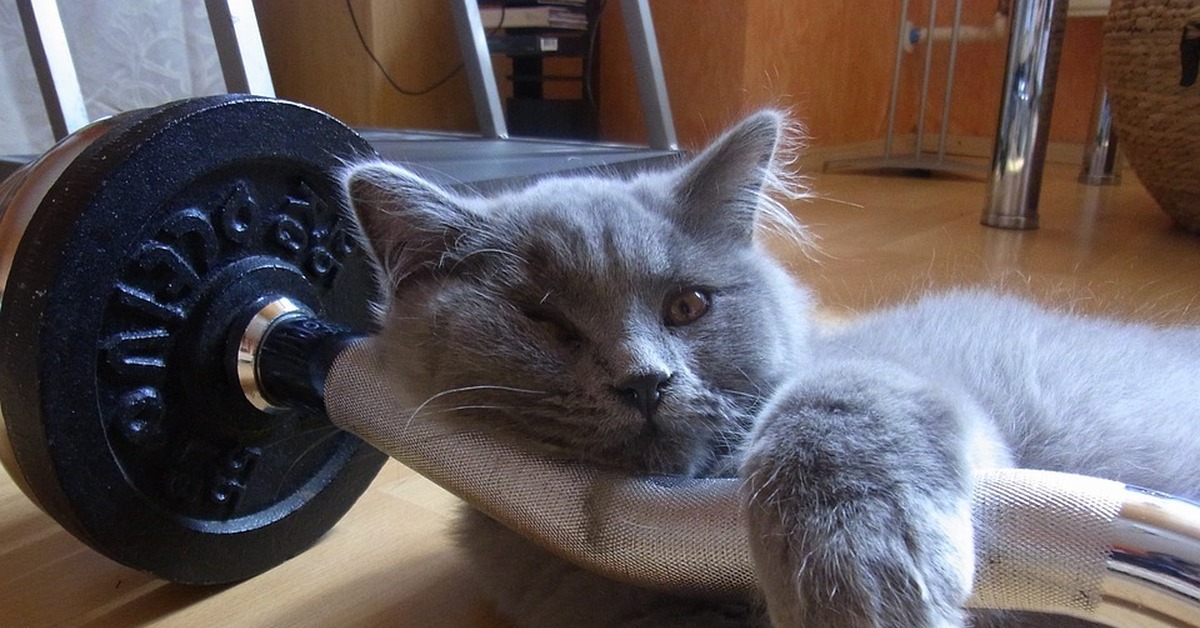 Котенок со штангой