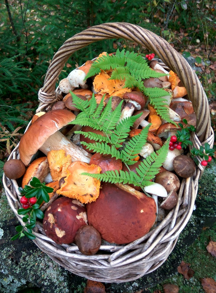 For eight and a half hours in the forest - My, Forest, Mushrooms, , Porcini, Boletus, Chanterelles, Mojovik