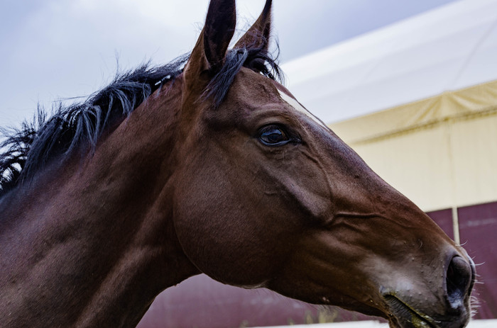 horse - My, Animals, Horses, Eyes, Sight, Longpost