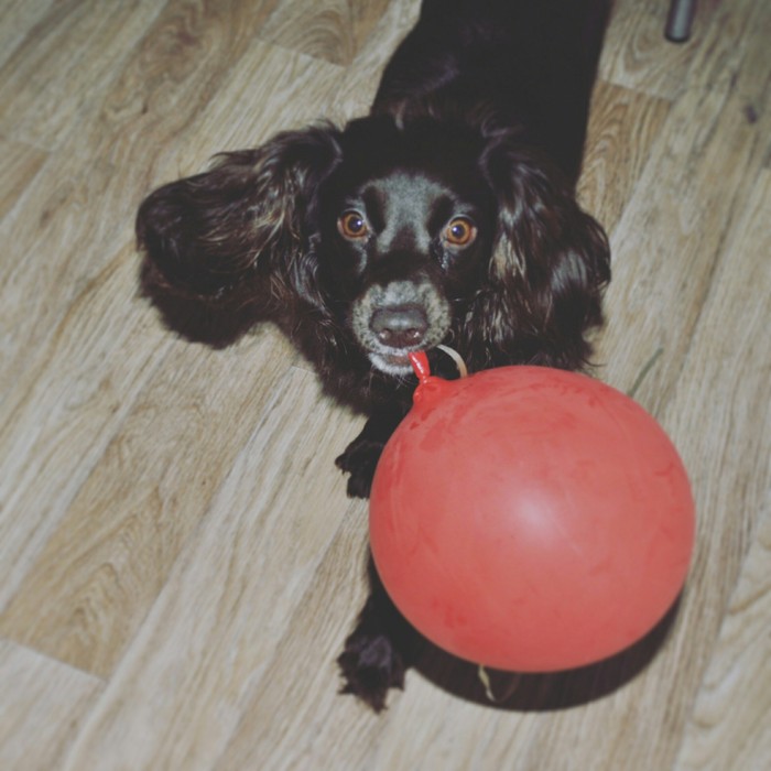 With red ball - Dog, Ball