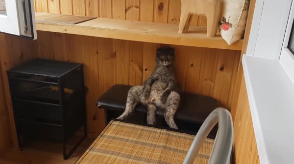 When you are after a hard day at work, and still no food will be brought. - cat, The photo, Animals