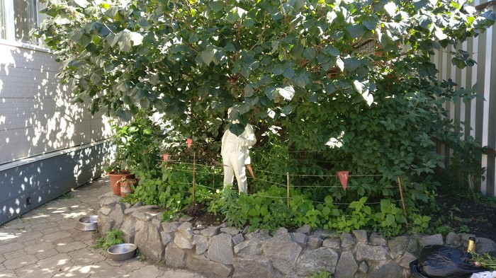 Sudden Lenin in the bushes - My, Lenin, , Lenin monument, Longpost