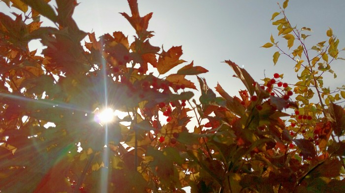 Осеннее солнышко