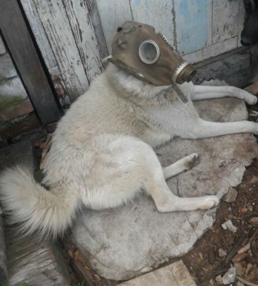 When the owner took off his socks - Dog, Mask