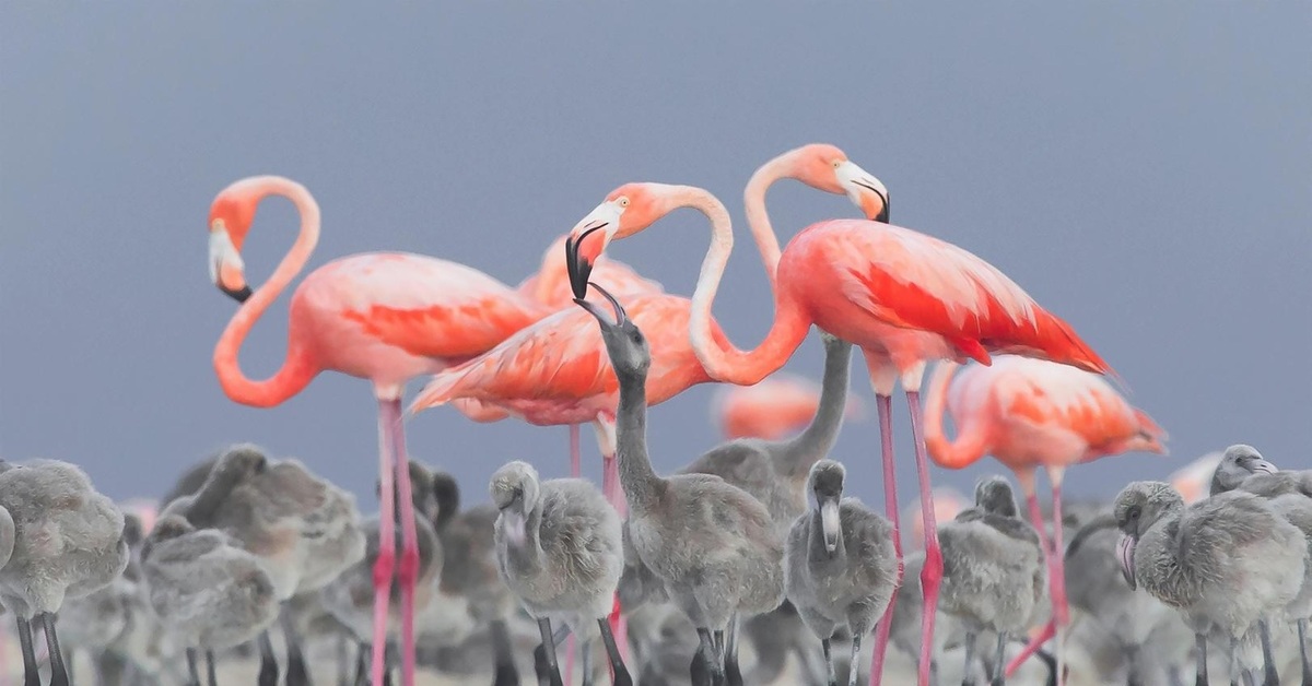 Птичье молоко фламинго. Зобное молоко фламинго. Выкармливание птенцов фламинго. Кормление птенцов фламинго. Как фламинго кормят своих птенцов.