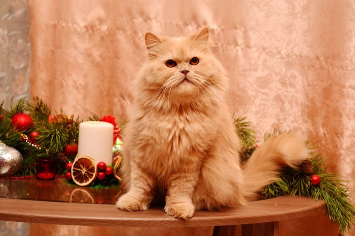 А могло все сложиться иначе... кот, история спасения, лечение, длиннопост