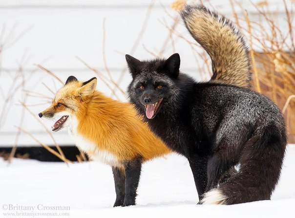 Two furry friends! - Fox, Fyr, Friends, Chernoburka, Ognevka, The photo