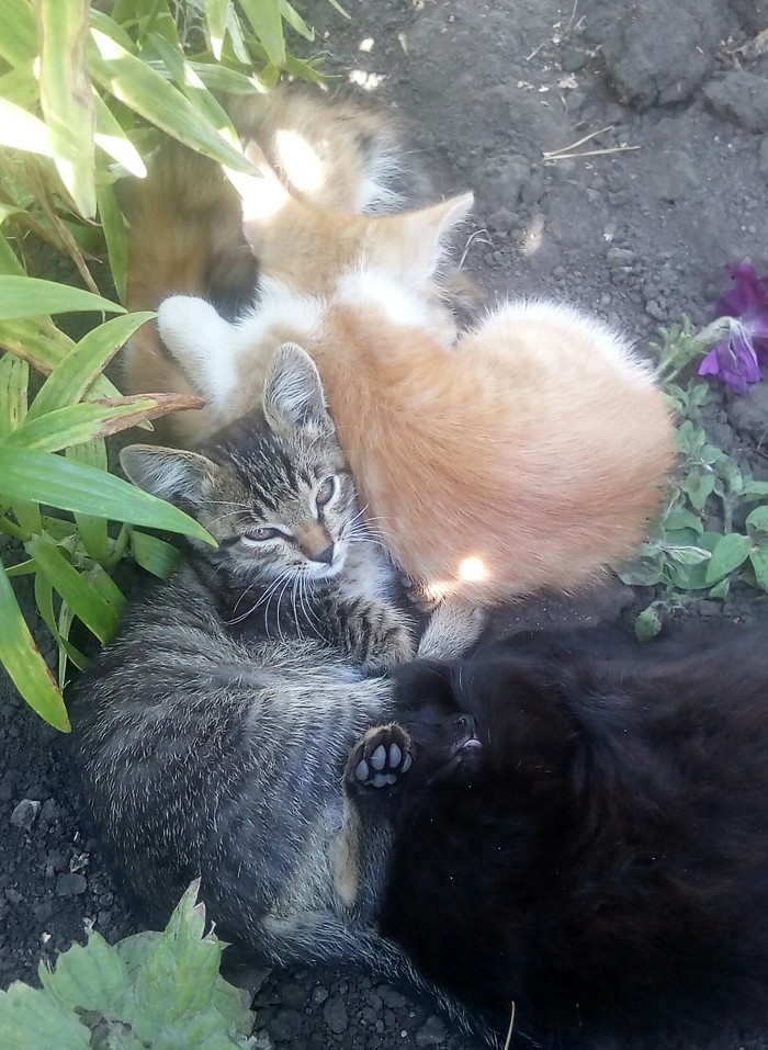 Purring sonchas - My, Kittens, Dream, cat