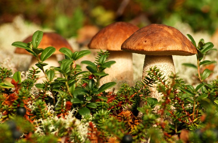 Mushrooms: Moscow region, Kaluga, Tula, Yaroslavl, etc. - Mushrooms, Where, Forest, mushroom places