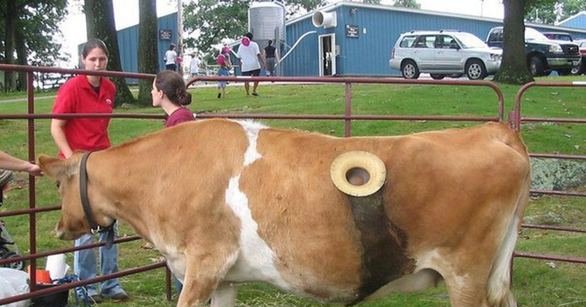 Отверстия в корове. Корова с боку.