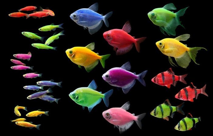 50 000 000      (GloFish)?!