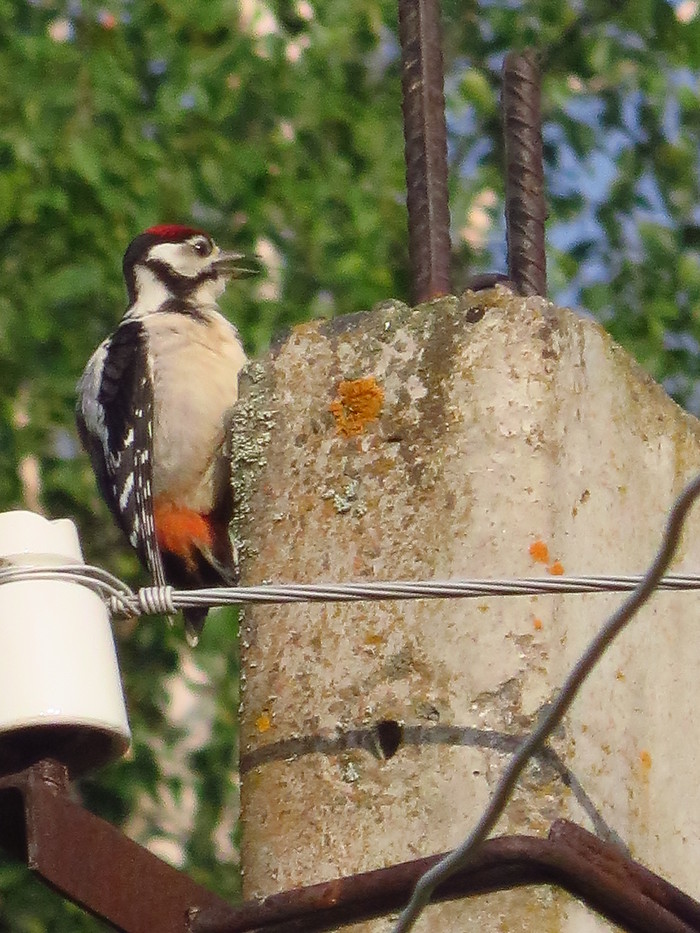 Birdies. - My, Birds, Bird watching, The photo, My, Longpost