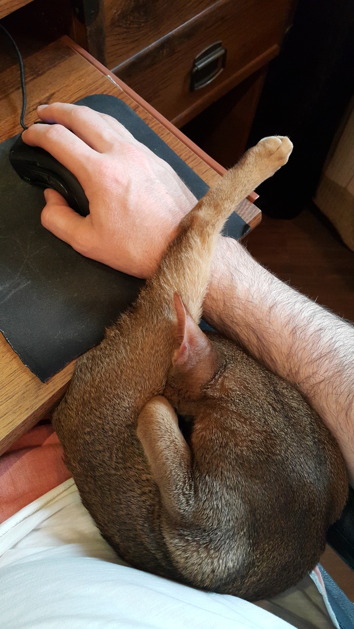 K-comfort - My, cat, Mouse, Dream, Convenience, Hand, , Abyssinian cat, 