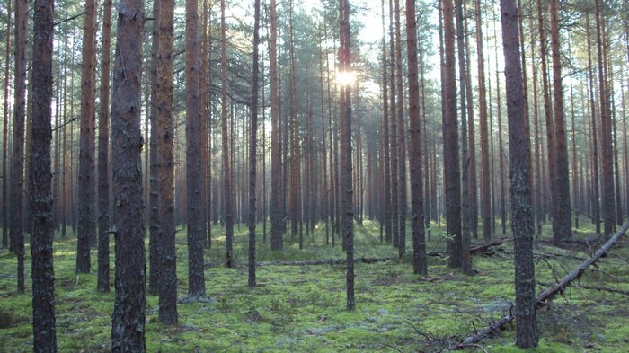 Фото чагода вологодской