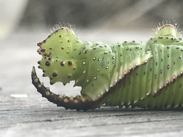 Here is such a miracle I met - Green, Summer, , , iPhone 7, Caterpillar, My