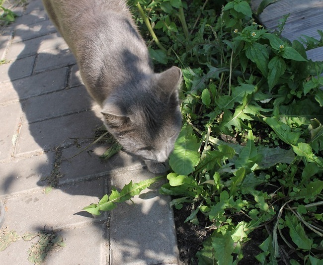 Мой личный Котоленд 92 - Моё, Кот, Приют, Помощь, Доброта, Липецк, Котоленд, Длиннопост, Приют Котоленд