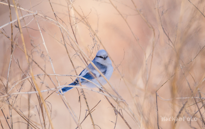 Lazorevka - My, Birds, Lazorevka, Flight, Longpost