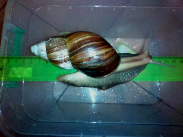 I will give the Achatina snail in good hands! - My, In good hands, Snail, Achatina, Ramenskoe, Longpost