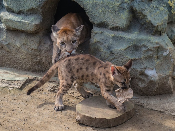 In the zoo where I work, cougars were born and grew up. - Puma, Roev Creek, Krasnoyarsk, Animals, Longpost