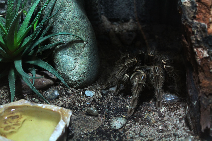 Spider from Novosibirsk - My, Spider, Novosibirsk Zoo, Animals