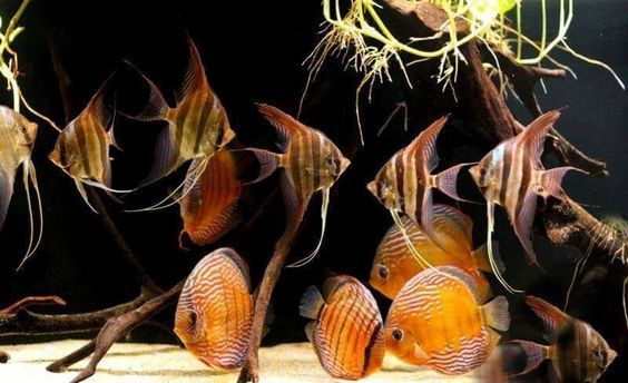 Биотоп с дикими дискусами и альтумами