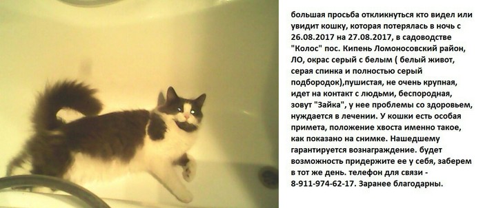 Lost cat! - Lost cat, Animals, Saint Petersburg, Leningrad region, Help me find, Help, The missing, cat