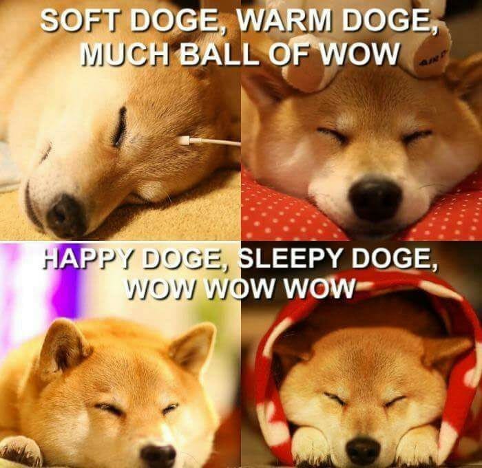 Doge - WOW doge, Собака, Doge