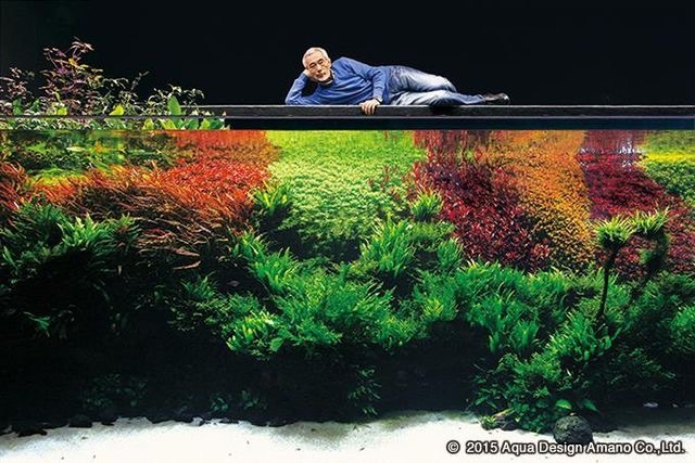 One of the last photos of the great Takashi Amano - Aquarium, Aquarium, Aquascape